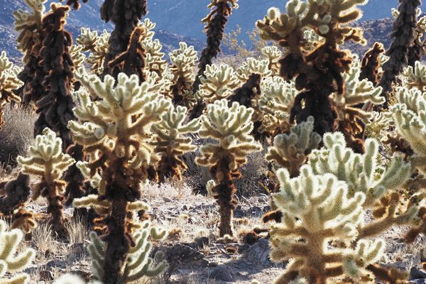 Cholla Garden in Joshua Tree NP